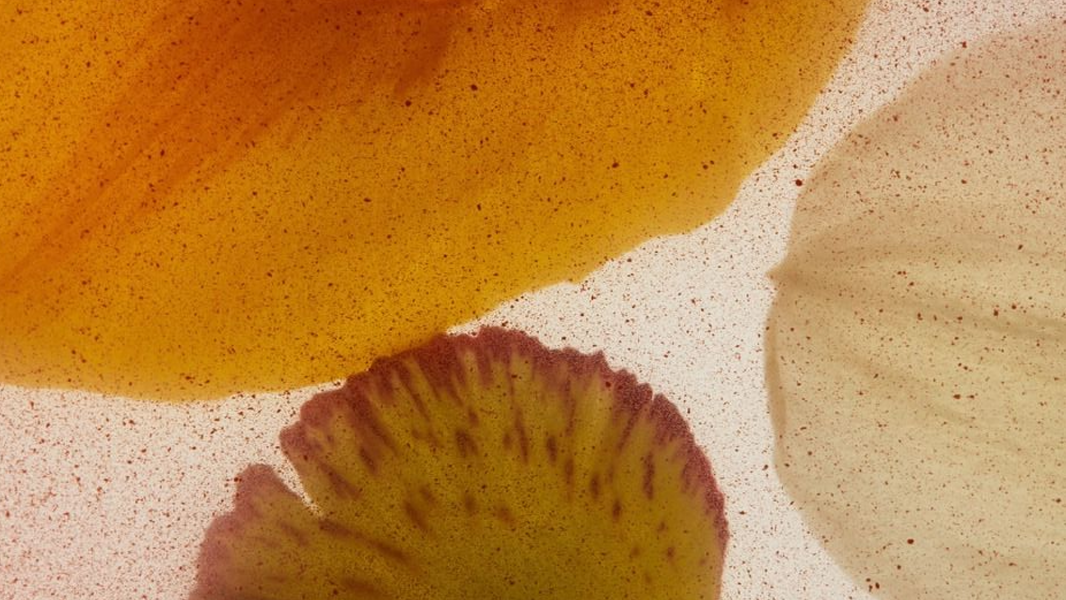 Understanding FSH Levels: Your Complete Guide to Fertility Testing