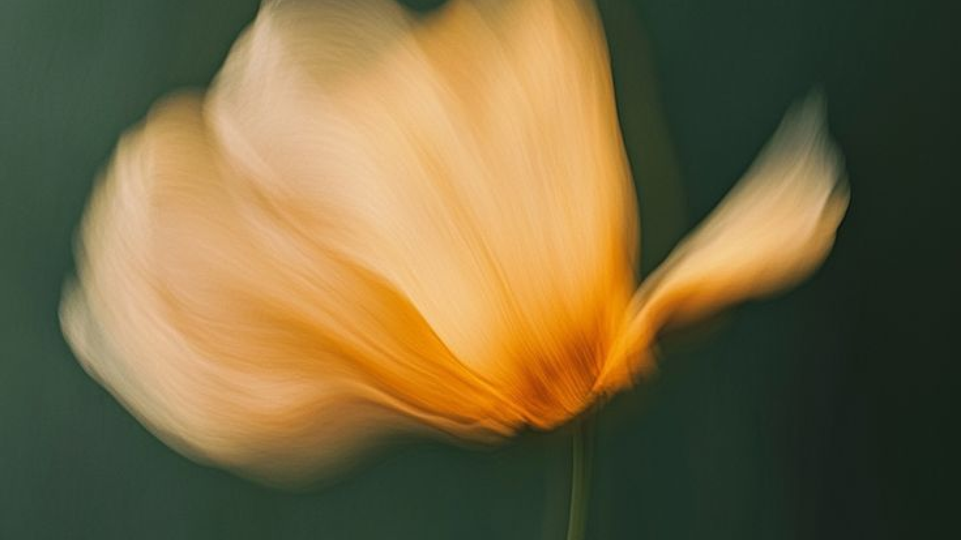 Egg Rupture But Not Conceived: Why Ovulation Doesn't Always Lead to Pregnancy