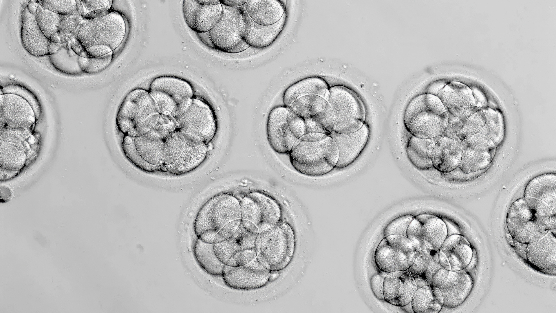 Positive Signs After Embryo Transfer: What to Expect