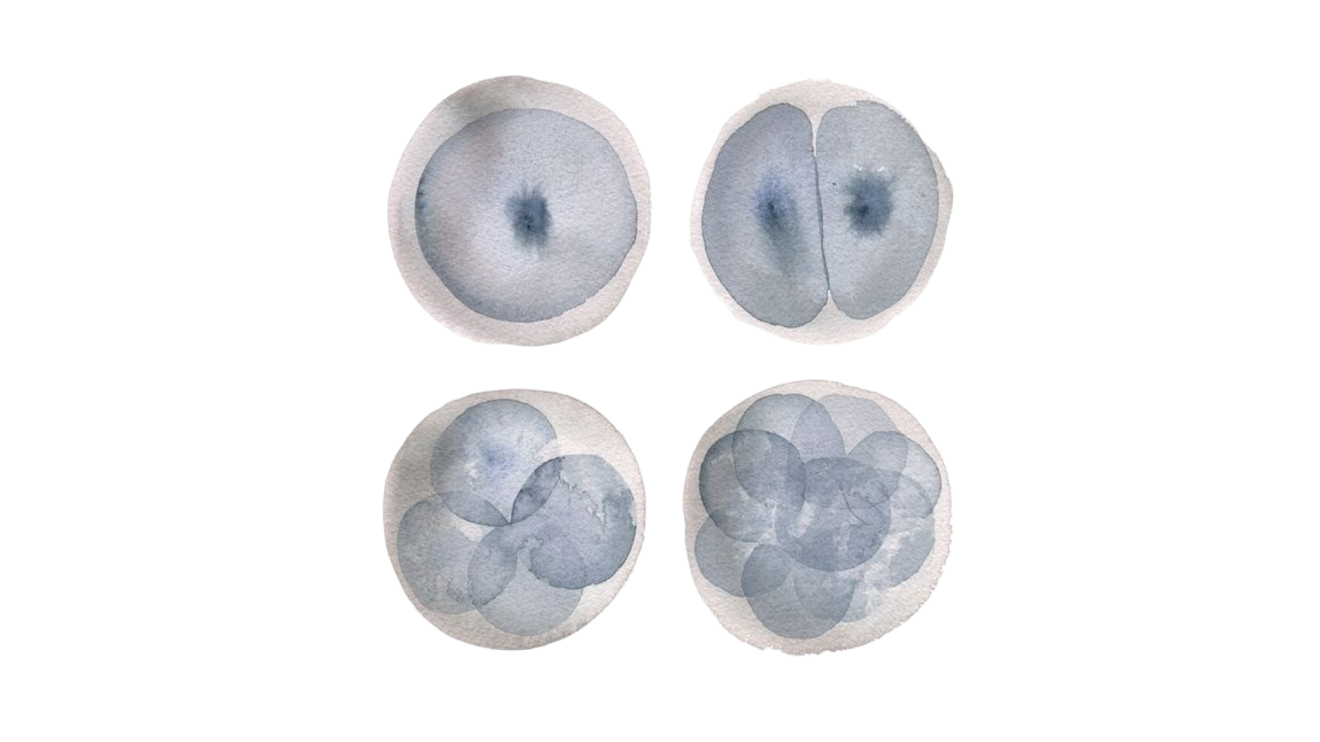 Does Freezing Eggs Stop Periods?